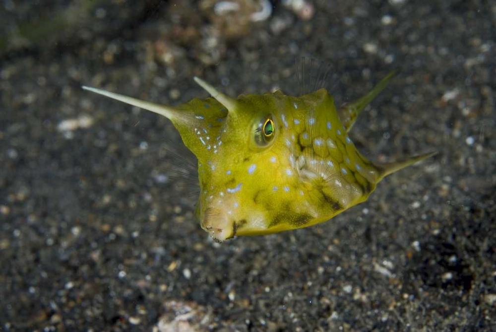 Indonesia, Lembeh Strait A cowfish